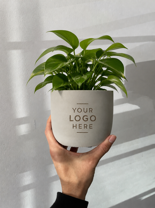 5" Concrete Rounded Cylinder Planter Pot