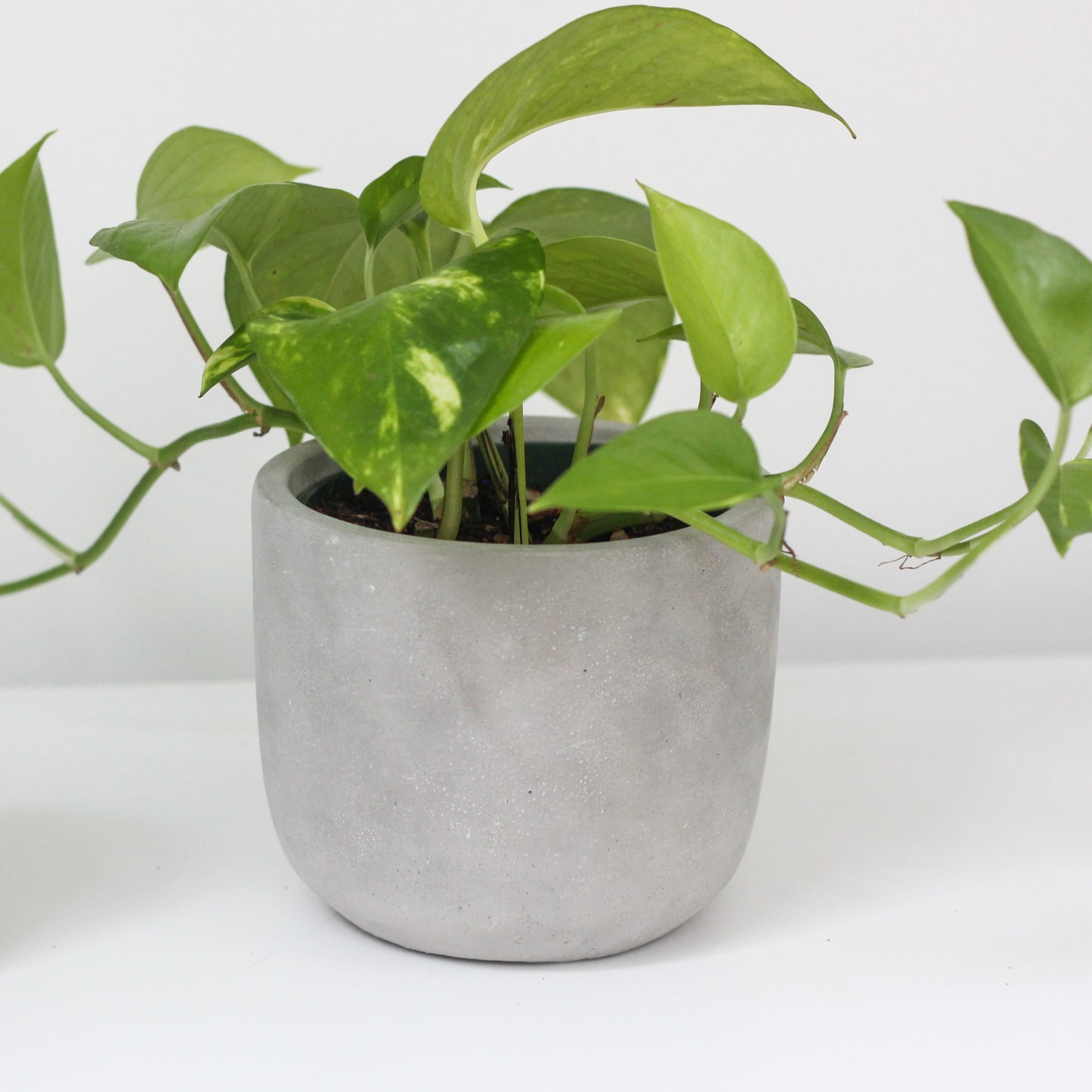 5" Concrete Rounded Cylinder Planter Pot