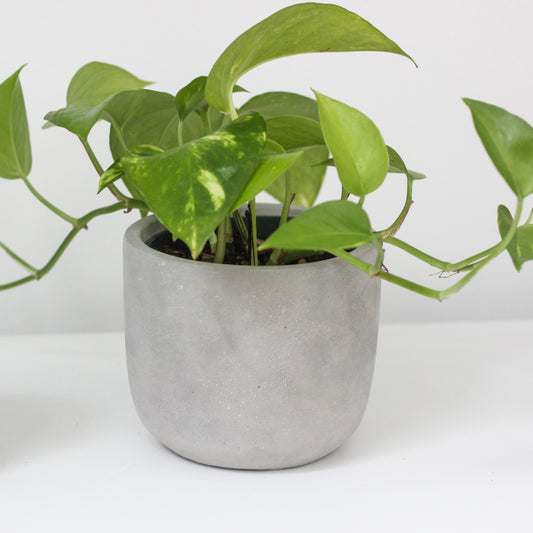 5" Concrete Rounded Cylinder Planter Pot