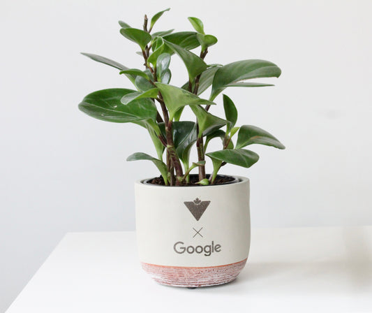 5" Concrete & Terracotta Rounded Cylinder Planter Pot